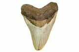 Fossil Megalodon Tooth - North Carolina #164817-1